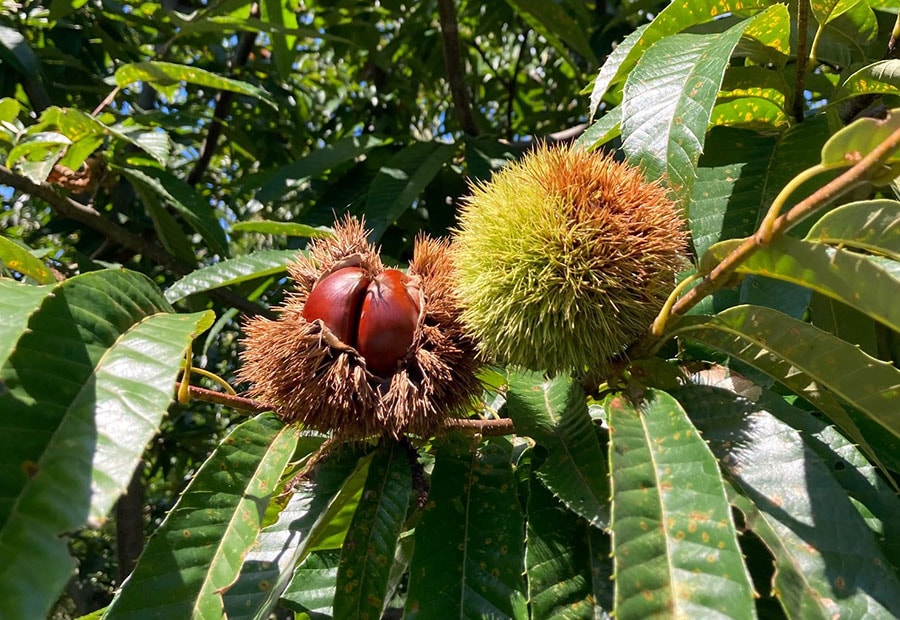 大粒で甘みと旨みがギュッと凝縮された茨城県産の栗。