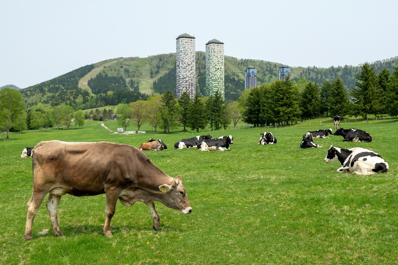 放牧中の牛たち。草を食べ、反すうし、うとうとしながら風景の一部となっている。
