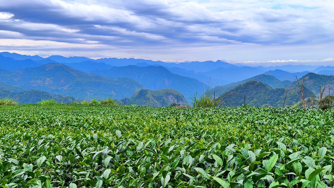 昼夜の寒暖差が大きな地域で栽培される高山茶。渋みが少なく、香りが豊かなことで知られています。