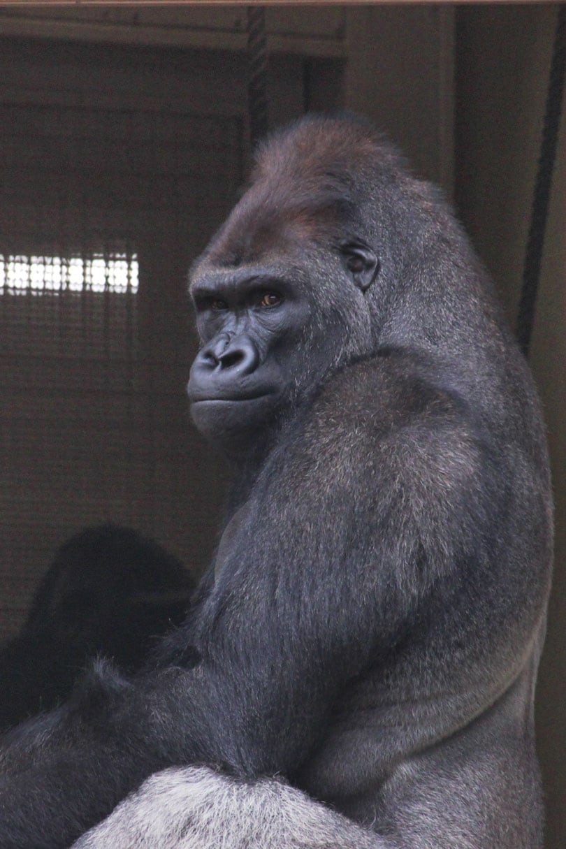 キヨマサ。写真提供＝名古屋市東山動植物園