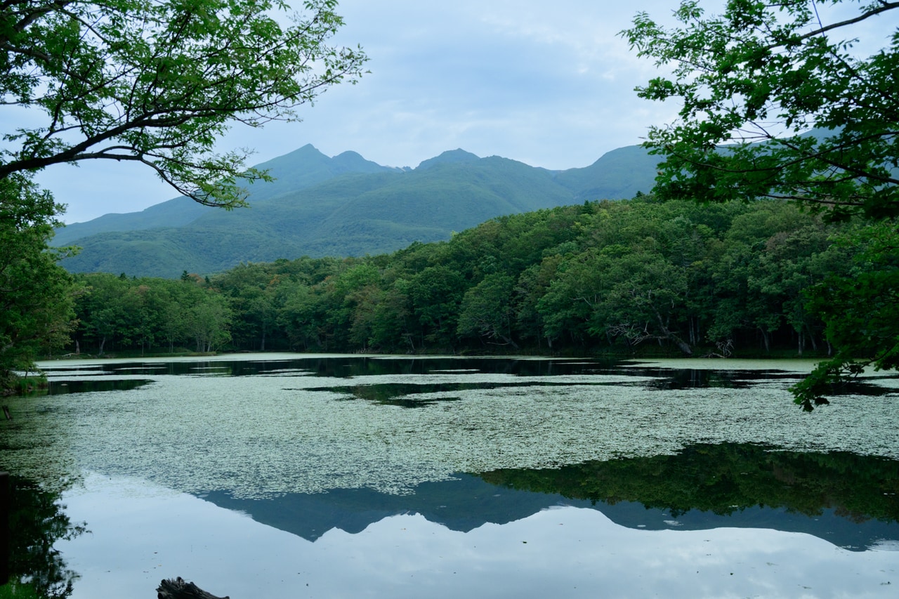 5つの湖をめぐりながら、豊かな森歩きを楽しめる知床五湖。無料で自由に散策できる「高架木道」コースと、期間により利用条件が異なる有料の「地上遊歩道」コースがある。※開園期間は積雪が始まる11月中旬頃まで。