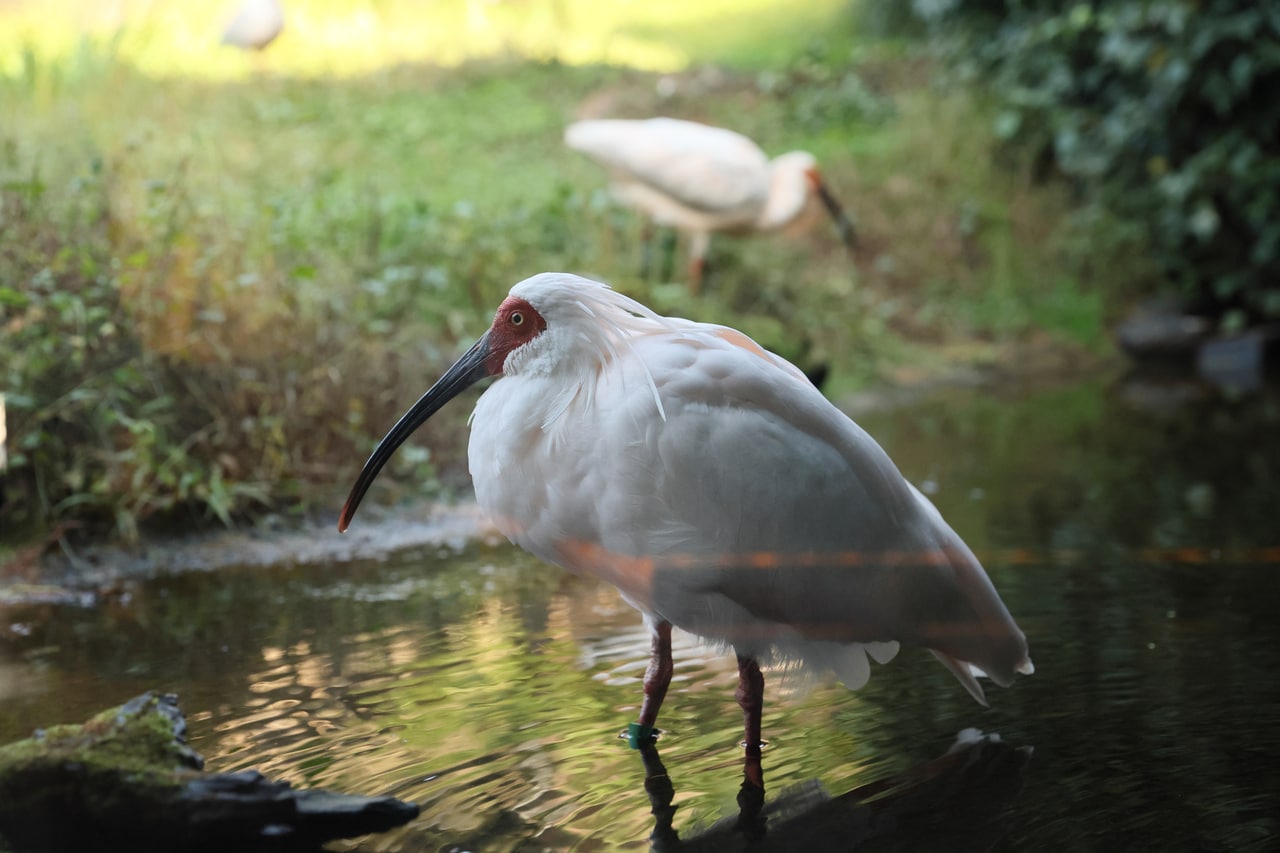 過去に乱獲や生息環境の悪化で絶滅したトキ。佐渡で保護・繁殖が進められ、2025年現在では168羽飼育されている。