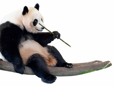 専用　シャンシャン　彩浜　楓浜 中国のスタッフも「シャンシャンはスター」、日本から会いに行く人も