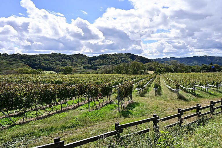 三瓶山の冷涼な土地に広がるぶどう畑。