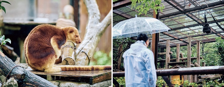 （左）雨に打たれながら佇むセスジキノボリカンガルー。（右）ブラキエーションするボウシテナガザルを見ながら「あれくらい腕に筋肉がほしい」。