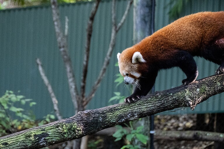ゴンドワナ超大陸より分裂したインド亜大陸からは、レッサーパンダが。