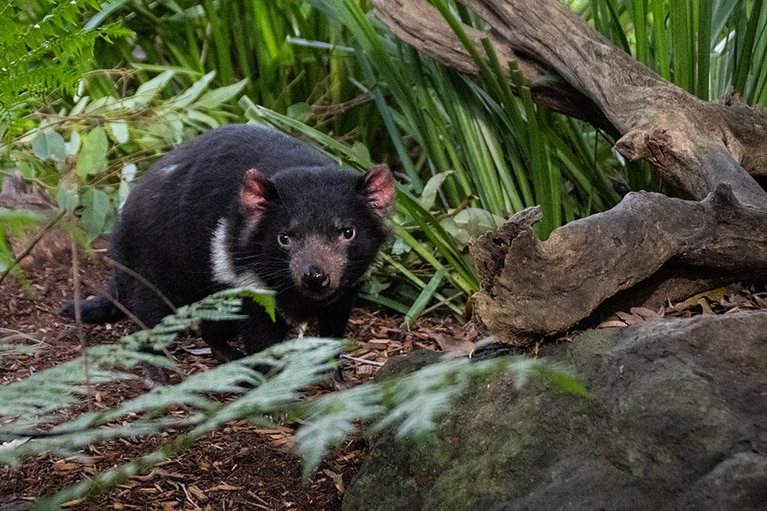 絶滅が危惧される固有種、タスマニアン・デビルにも会えました！