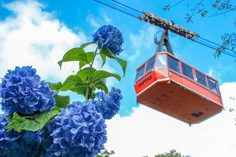 【香川県】雲辺寺ロープウェイ／雲辺寺のアジサイ。