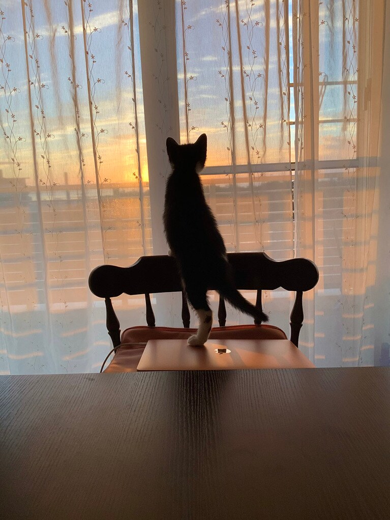 ゾッケ ♂ 0歳。なんにでも興味深々。あのキラキラしたのはナンにゃ⁉️