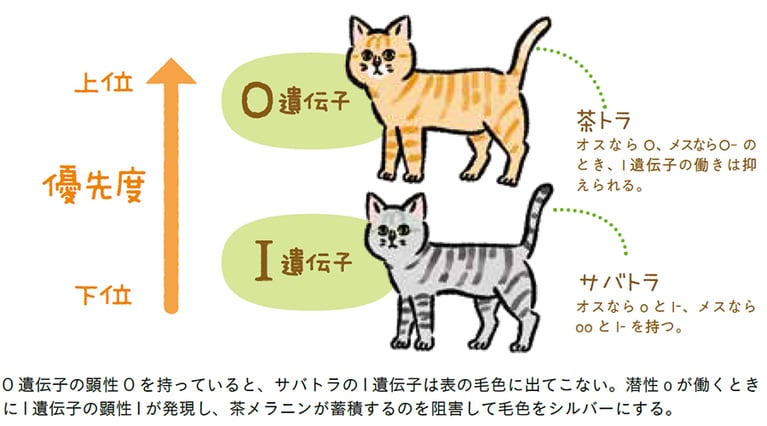 O(オレンジ)遺伝子はI(インヒビター)遺伝子よりも優先される。