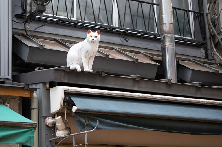屋根にも猫モチーフが。