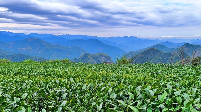 昼夜の寒暖差が大きな地域で栽培される高山茶。渋みが少なく、香りが豊かなことで知られています。