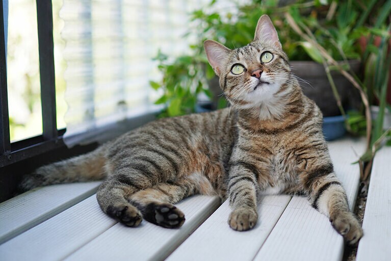 キーちゃん ♀ 3歳。