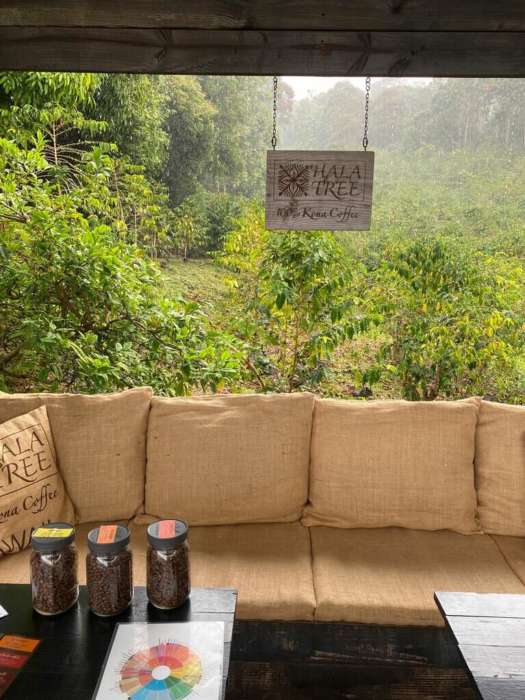 コーヒーの木が見える場所での試飲時間は至福。