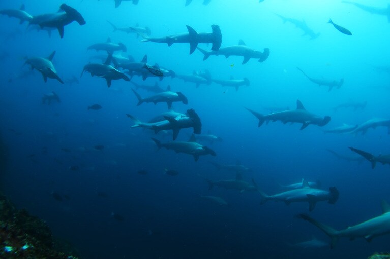 ハンマーヘッドの群れが伊豆半島の目と鼻の先で出没。「え、ここ伊豆だよね？」と確認したくなる光景です。©海遊社