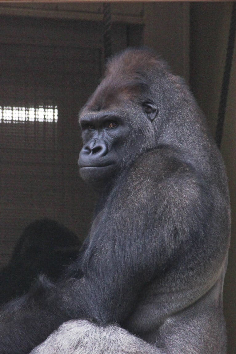 キヨマサ。写真提供＝名古屋市東山動植物園