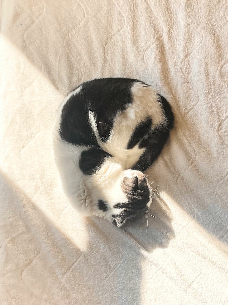 ぶんた ♂ 不明。広いベッドで堂々と寝る図々しい猫ですが、やっぱり好きです（やっぱり猫が好きさん）