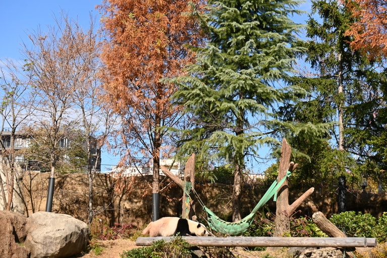 屋外のシャオシャオ（2025年12月9日、筆者撮影）