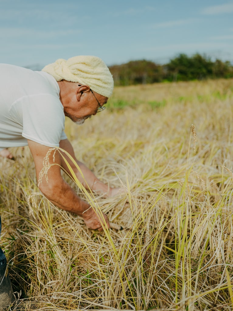 山形県鶴岡市、佐久間権左衛門さんが育てる亀の尾。（photo：Ayumi Mineoka）