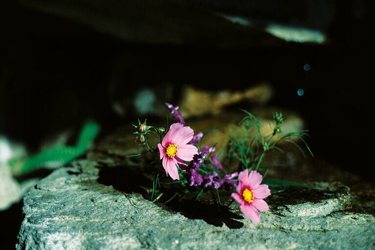 【島宿真里】館内のあちこちに愛らしい花や植物が。Photo: Mitsugu Uehara