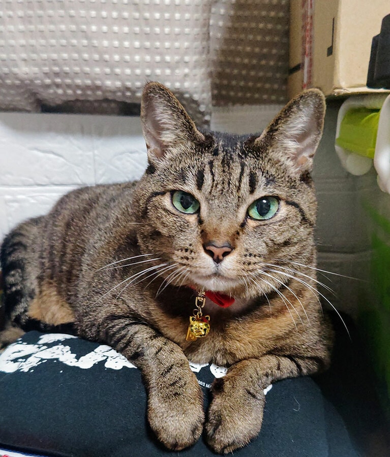 マロン メス 13歳。お父ちゃんの服の上、最高！（ふくちゃんさん）。