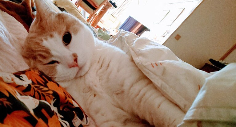 ミルティー ♂ 11歳。朝 目覚めた瞬間 気付いたら、私の横で一緒に寝てました 自分で布団に入りこんだみたい。