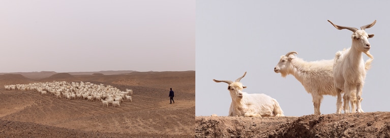 中国・内モンゴルに生息する、カプラ・ヒルカス山羊。