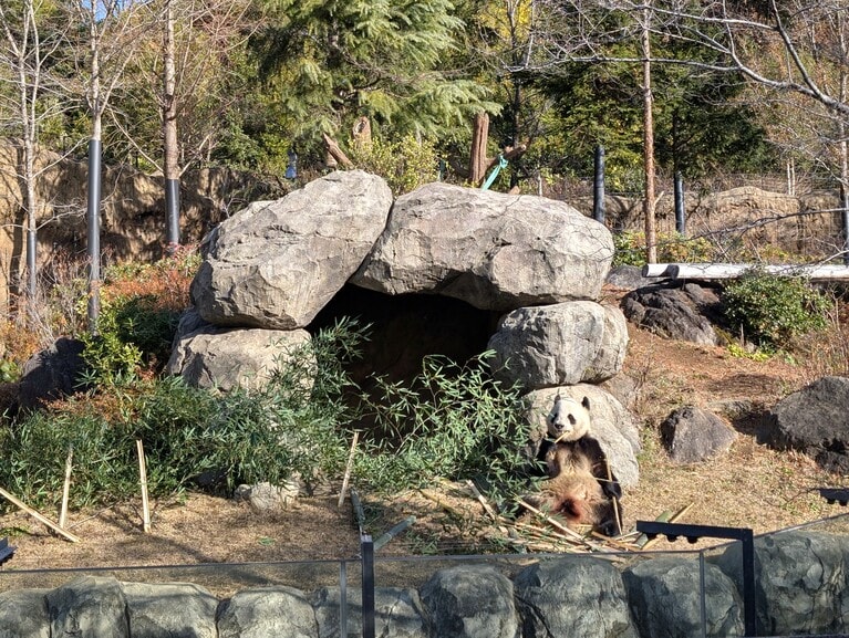 上野動物園にいたころ、ほら穴の前で竹を食べる暁暁。（2025年12月26日、筆者撮影）