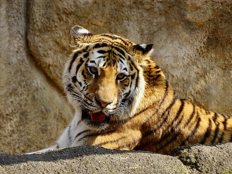 アムールトラのソーンとローラ。