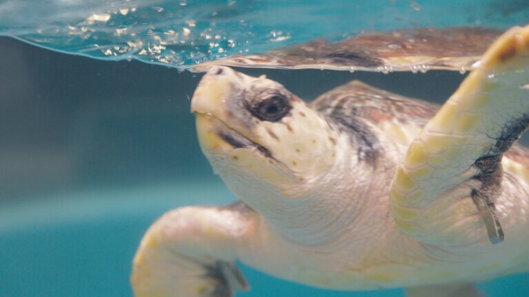 ウミガメがゆったり泳ぐ姿が見られる。