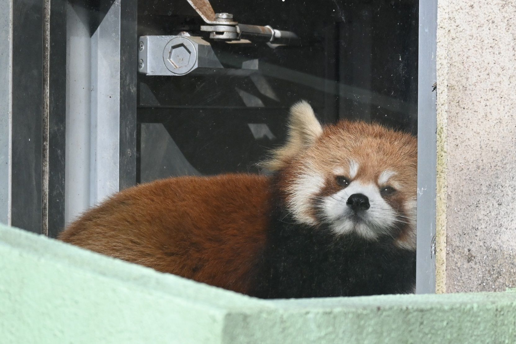 写真多数 あのブームから15年 レッサーパンダ 風太くん の 意外すぎる今 を追ってみた 写真 13枚目