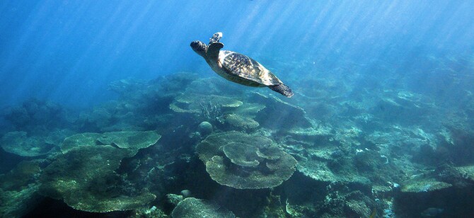 コーラル・コースト・ニンガルー海洋公園。photo:Australia's Coral Coast