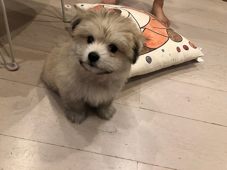 うちの子ベストショット①「一目惚れで北海道から我が家に来てくれました」