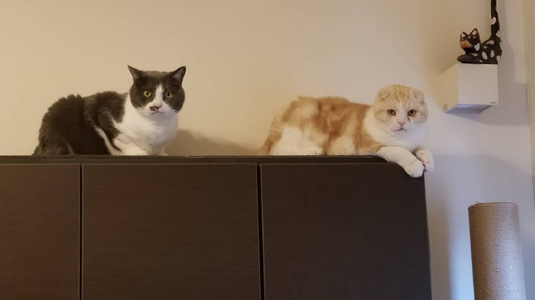 うちの子ベストショット⑤「オブジェ擬態してます！」。