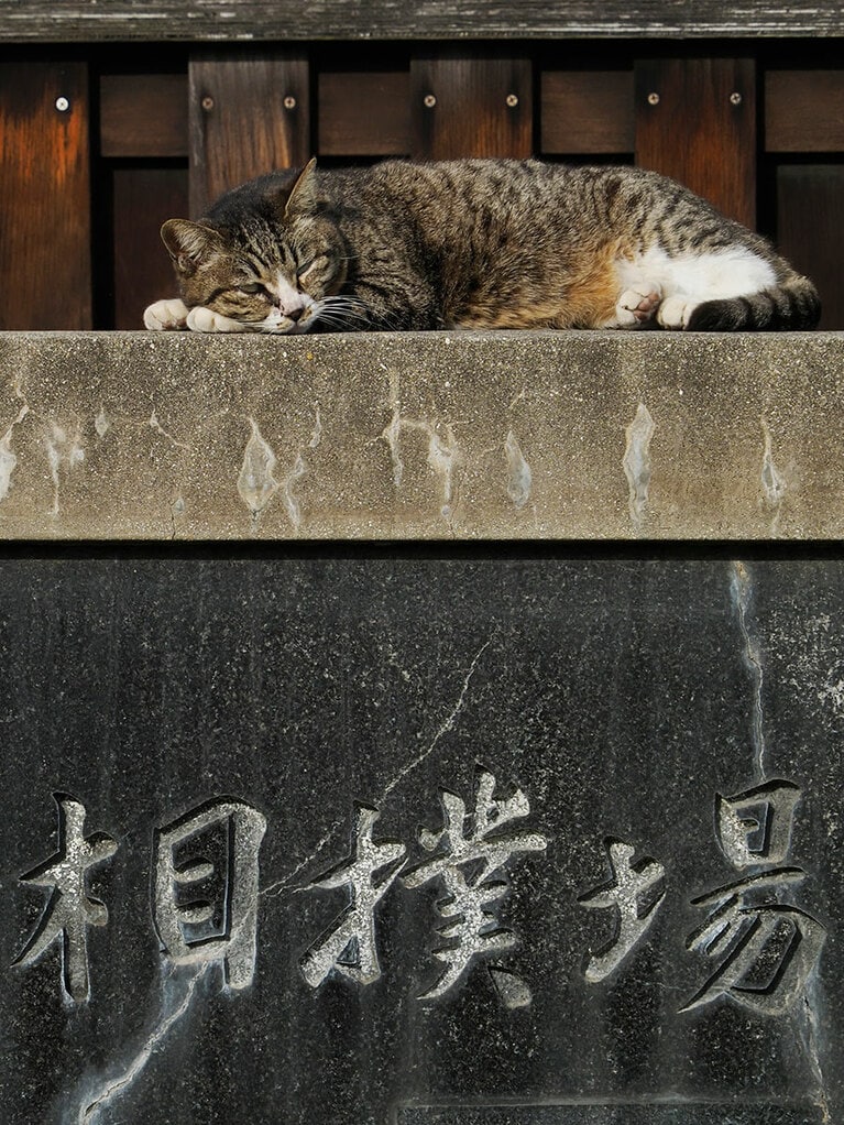 「ここのところ『相撲大会』をやっていなくてつまらないのニャ……。身体の大きな下僕たちがバッチンバッチン縄張り争いするのを眺めるのが楽しみだったのにニャ……！」