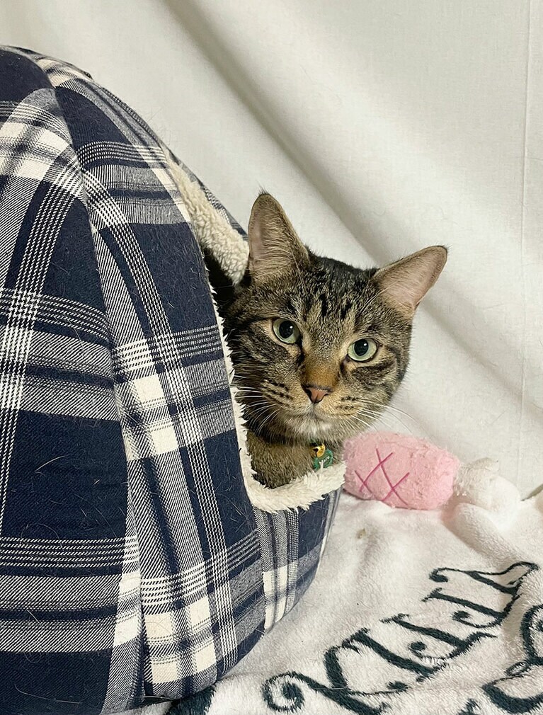 まる オス 5歳。まるー！って呼んだら顔を出して、ひょっこりにゃんでした（トチまるさん）。