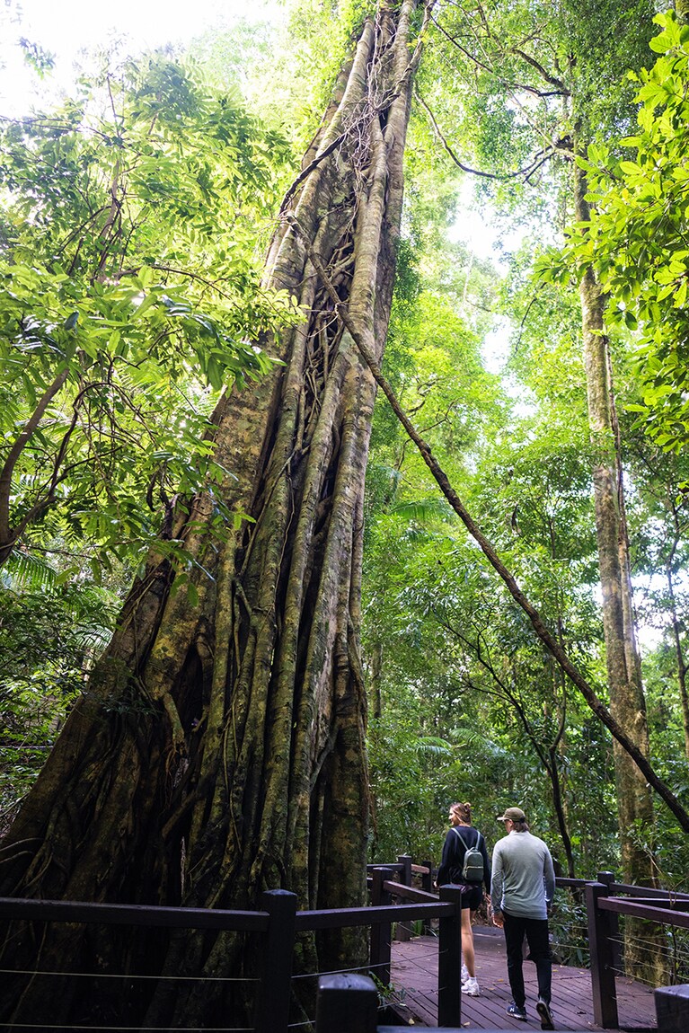 天から根を下ろす〈Strangler Fig (絞め殺しのイチジク)〉。宿主となった木は朽ち果て、中は空洞になっています。