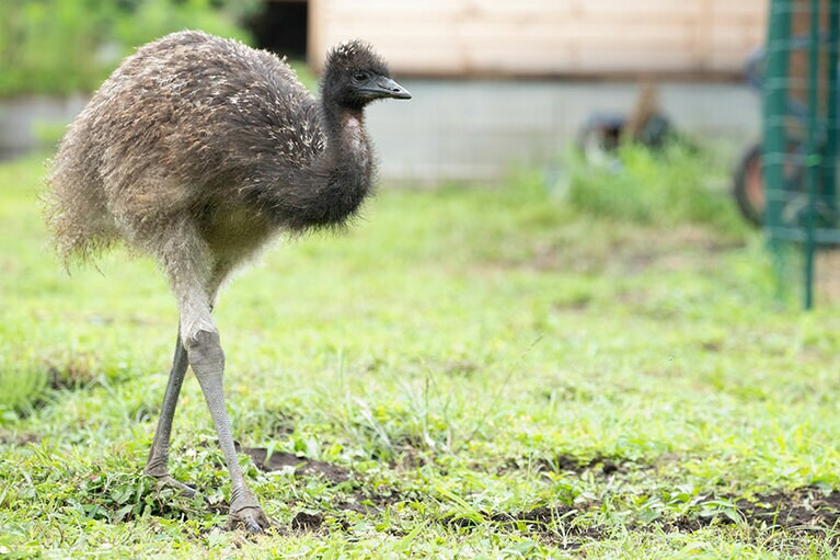 エミュー。