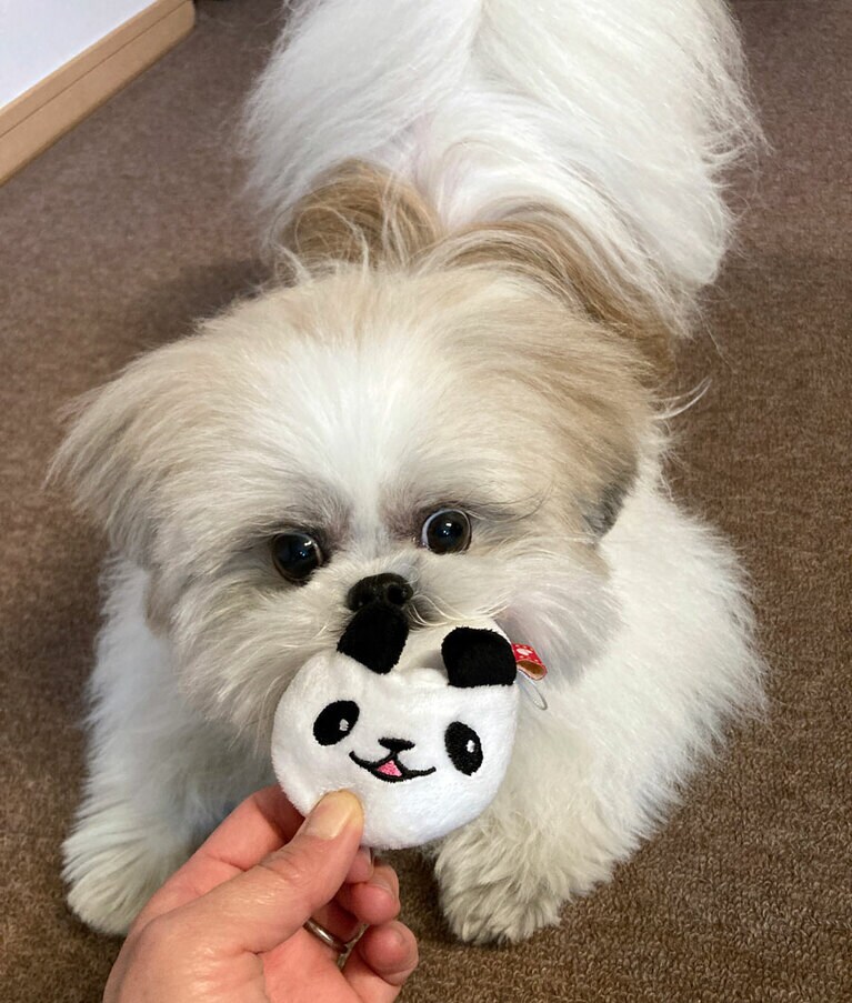 パンダで遊んで！