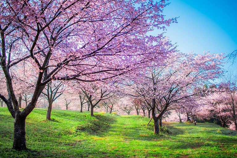 長湯温泉 しだれ桜の里。