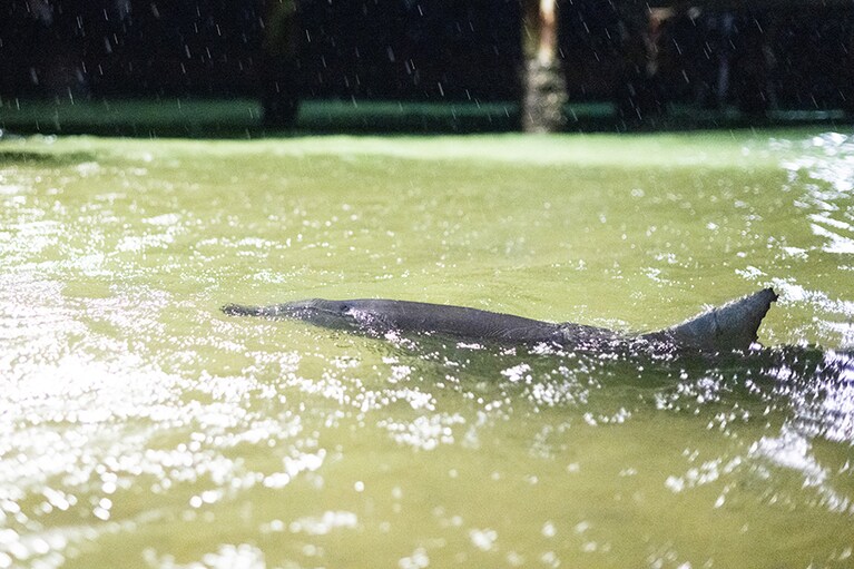 野生のイルカがこんな近くに……。写真や動画撮影はOKですがフラッシュは禁止です。