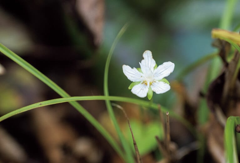 ウメバチソウ。花の形が天満宮の梅鉢紋に似ているため、この名が付いたそう。