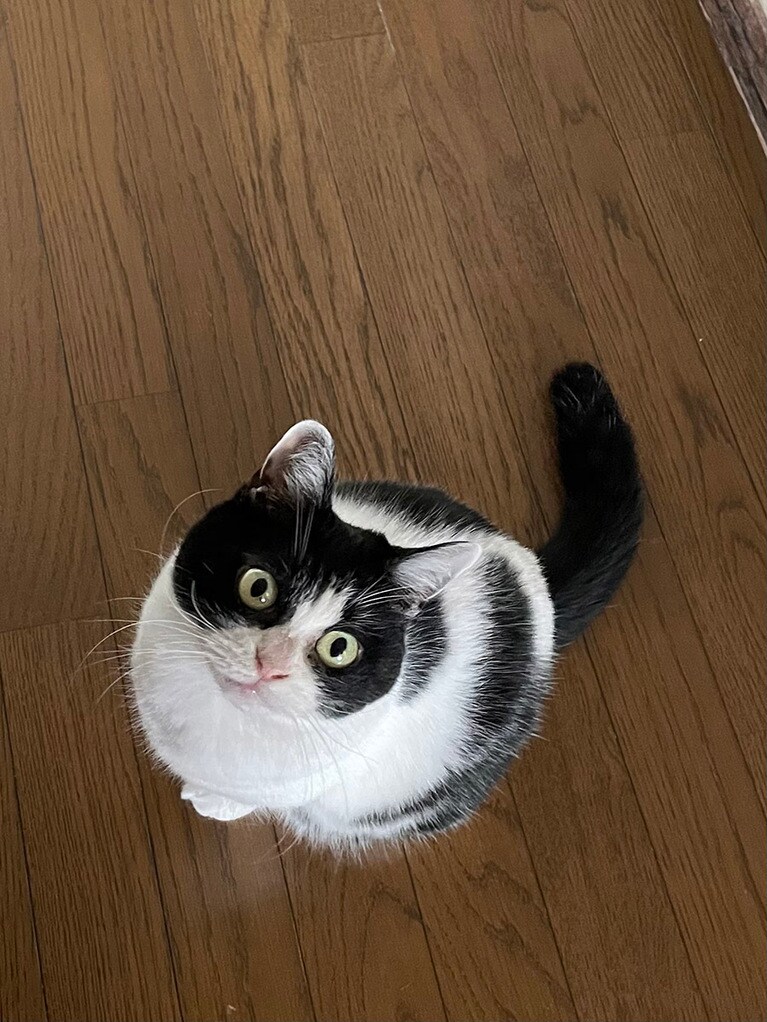 もも ♀ 8歳。そんなに可愛い目で見つめられると、もうメロメロ