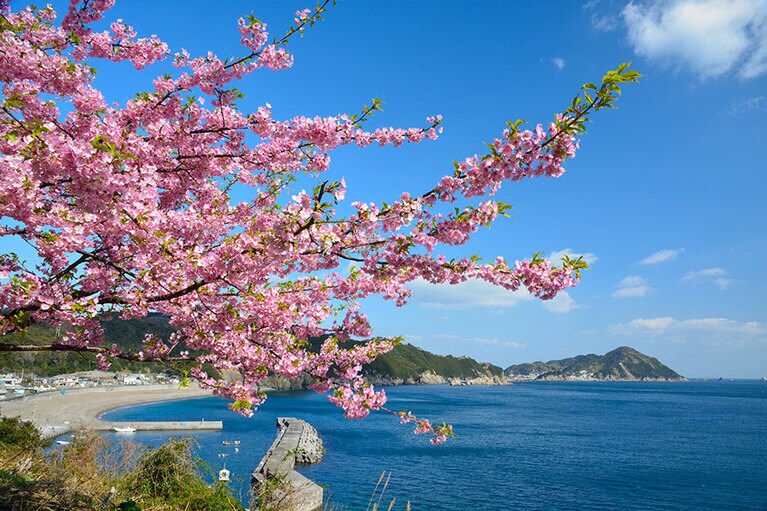 津久見四浦半島の河津桜。