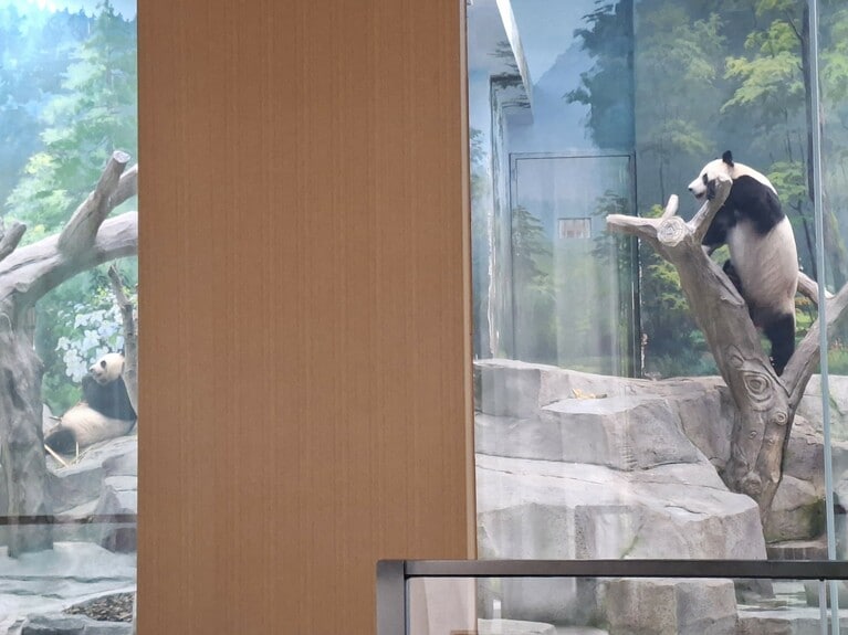 左が金宝宝、右が華豹。（筆者撮影）