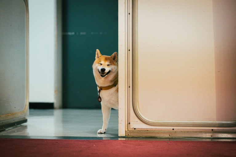 主人公・相楽の愛犬・福助を演じた「のこ」。