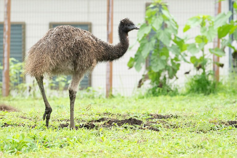エミュー。