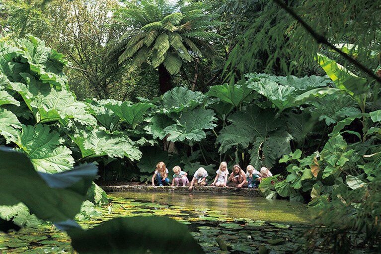 亜熱帯の植物が茂るジャングル。