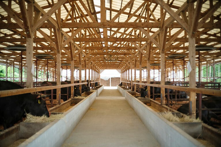 1つの枠に2頭ずつ。牛たちは皆、のびのびとゆとりライフを満喫している模様。