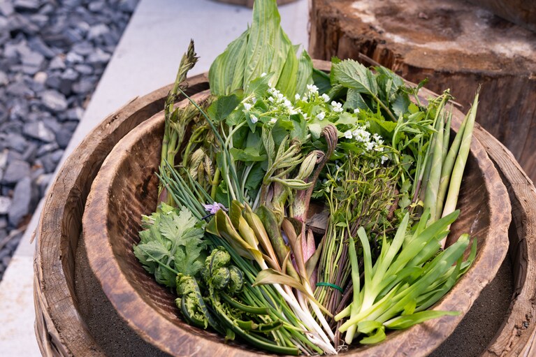 この日のディナーには、よもぎ、うるい、あさつき、かたくり、あけびの新芽といった山菜が登場。